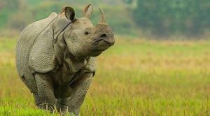 Wildlife of Assam